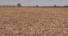 Campo seco