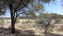 Bosque de Cobos