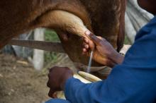 Leche de vaca