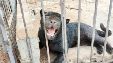 Retienen a jaguar que agredió a una niña de tres años en Chihuahua