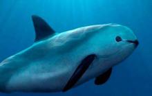 CITES acepta plan de México para salvar la vaquita marina 