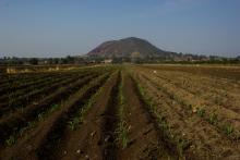 Campo