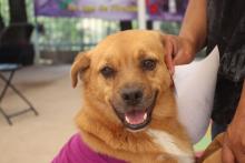 Más de 600 dueños esterilizaron a sus mascotas a través de la Proespa