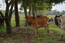 Vacas pastando