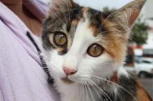Servicios veterinarios gratuitos este lunes en San Francisco de los Romo