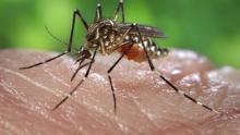 Mosquito del dengue