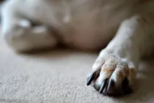 Perro