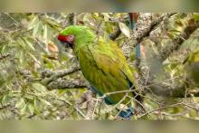 Descubren en Hidalgo especie de guacamayas en peligro de extinción