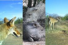 Semarnat da luz verde para cazar decenas de animales silvestres en Aguascalientes