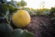 México cierra empresa procesadora de melones en Sonora tras brote de salmonela