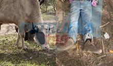 El lamentable incidente ocurrió en el interior de un Rancho en Tepezalá