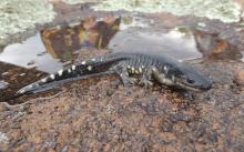 Aumenta riesgo de extinción para especies endémicas de Aguascalientes