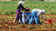 Trabajadores del campo