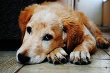 Senador presenta iniciativa para prohibir el embargo de mascotas