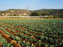 Agricultura 