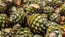 maguey
