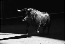TOROS
