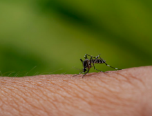 DENGUE