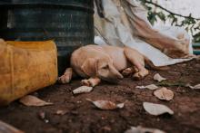 Solo en la ciudad de Aguascalientes hay 300 mil animales en situación de calle