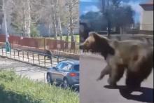  El Ministerio de Medio Ambiente del país busca reclasificar al oso de categoría de fauna silvestre protegida.