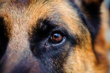 Llevará proceso bajo libertad el agresor de la perrita “Lola”