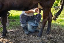 Regulación Sanitaria no recomienda consumir leche bronca