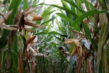 Productores y autoridades de Aguascalientes, en alianza para atender la sequía