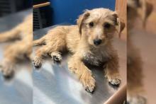 Perrito “Peep” solicita el apoyo de los aguascalentenses para cubrir sus gastos médicos