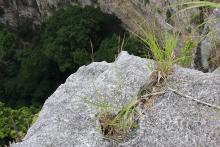 Ocozocoautla