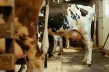 Vacas lecheras