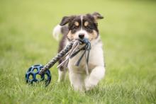 ¡Atención! Refugio para perritos requiere del apoyo de los aguascalentenses