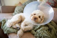 Registran 387 mil mascotas en condición de calle en 2023