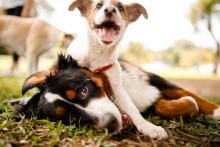 Se busca el apoyo de voluntarios para el refugio Esperanza Canina “Una nueva oportunidad”