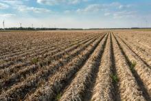 Peligra la producción agrícola ante la sequía presente en el estado
