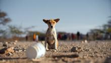 Se vuelve más frecuente el abandono de mascotas