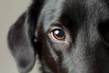 Rescatan a perrito fracturado en el centro de Aguascalientes