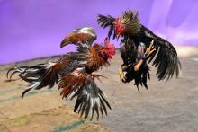Los gallos, parte importante de la identidad de Aguascalientes