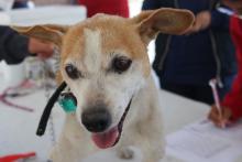 Esterilización gratuita de mascotas en Bulevares y Jesús María