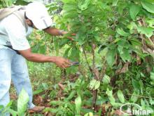 Campesino