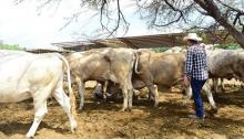Campo