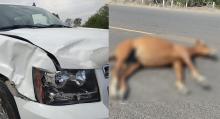 El equino murió casi de manera inmediata, y en el caso del conductor no sufrió lesiones