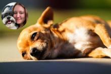 ¡Cuidado! Mascotas también pueden sufrir golpes de calor