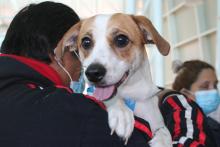 Anuncian más esterilizaciones gratuitas de mascotas; hay que agendar cita