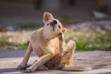 ¡Cuidado con las pulgas y las garrapatas! En temporada de calor las mascotas son más vulnerables a estos bichos