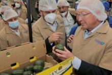 Michoacán reinicia la certificación de aguacate y mango 