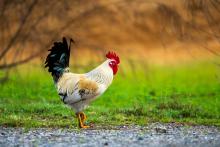 Gallo 