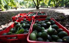 Aguacate
