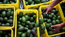Aguacate