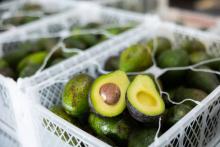 Suspensión de exportaciones de aguacate y mango a EU generó pérdidas de hasta 80 mdd