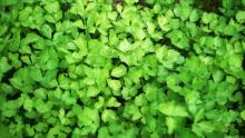 Incrementa precio del cilantro hasta un 70%, aseguran desde el Centro Comercial Agropecuario